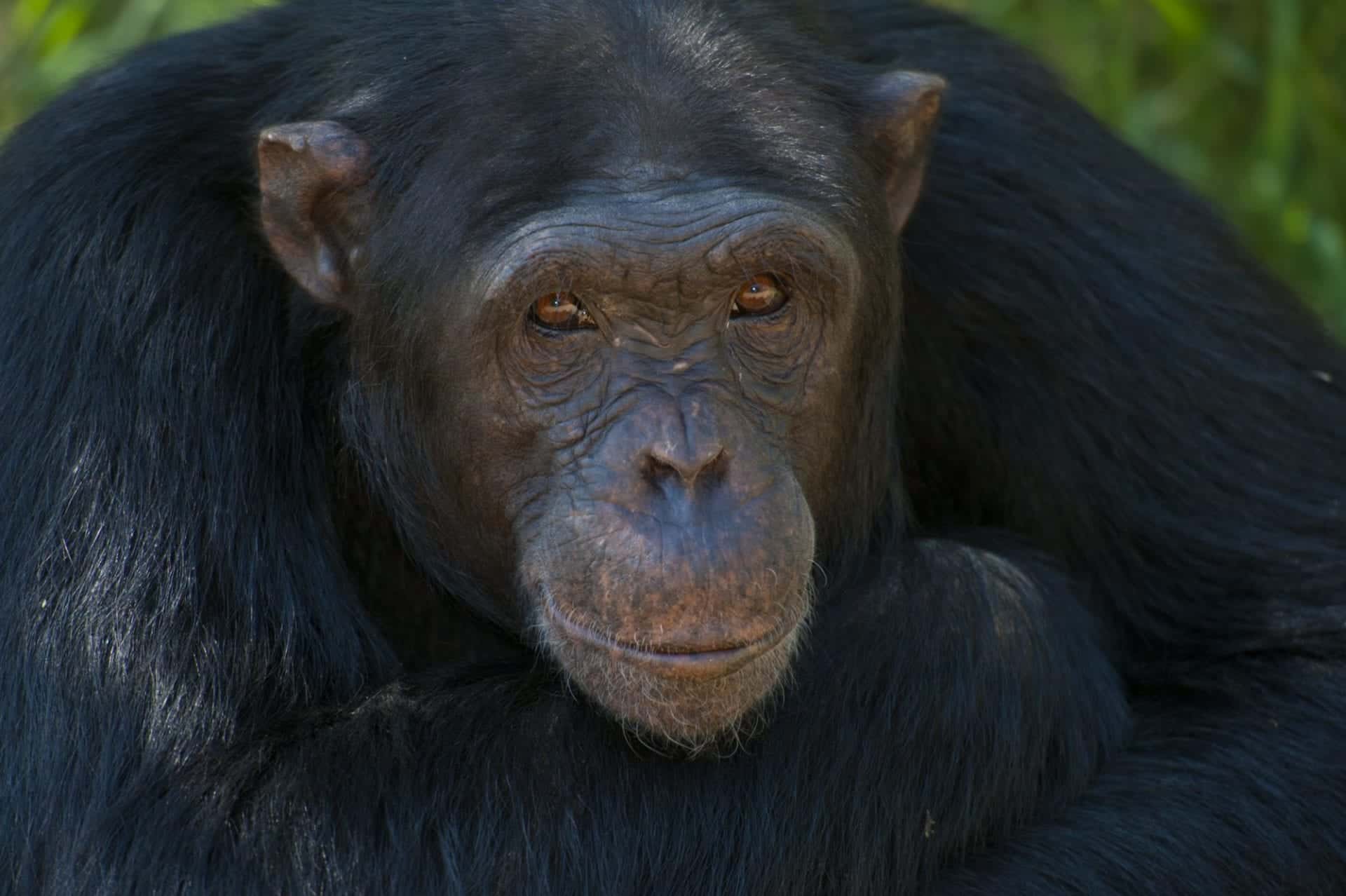 chimps ol Pejeta 