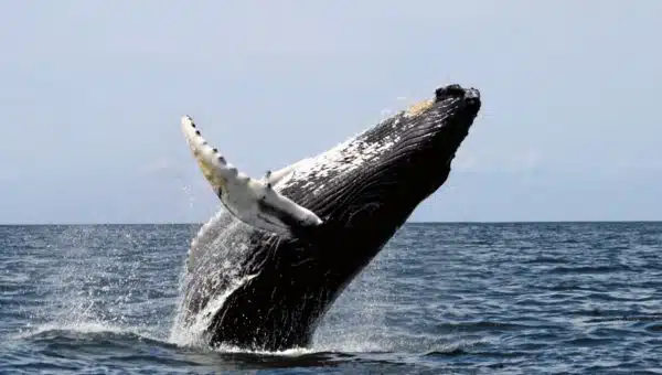 Whale Watching on a Cape Town Safari