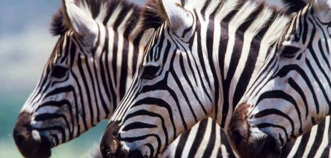 Zebras on a Great Migration Safari