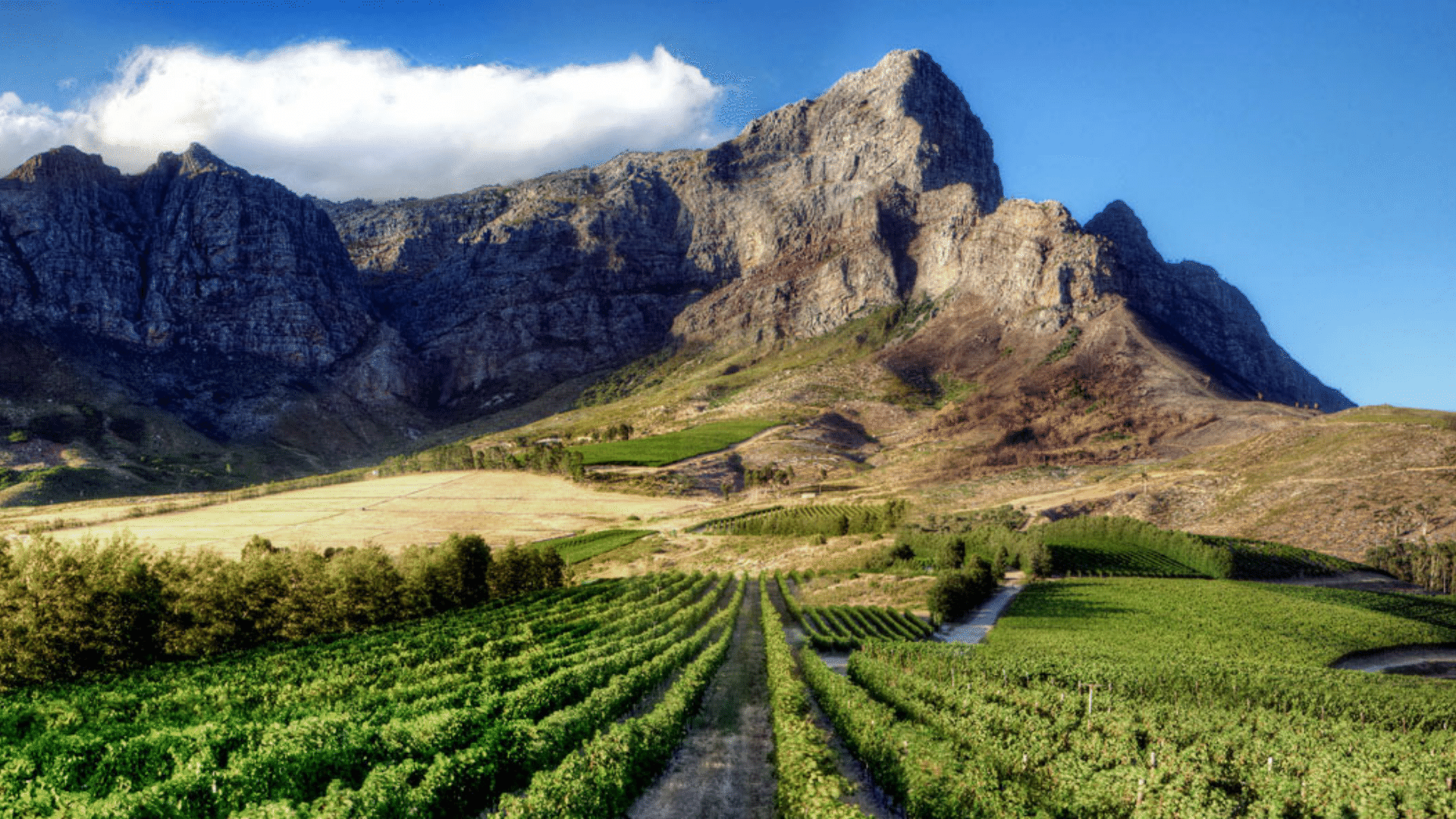 Cape Town Wine Tours
