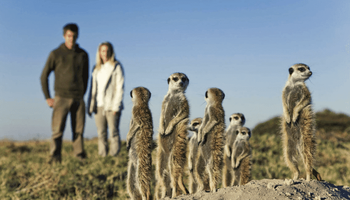 best family safari