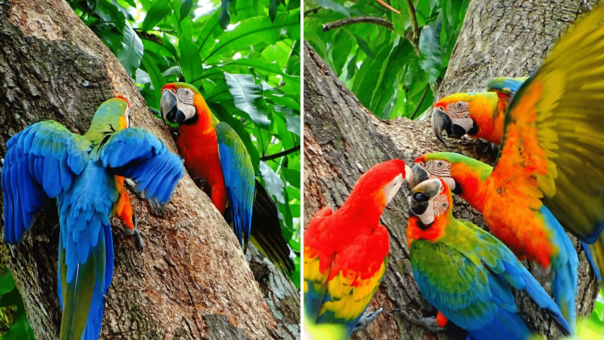 Costa Rica Packages