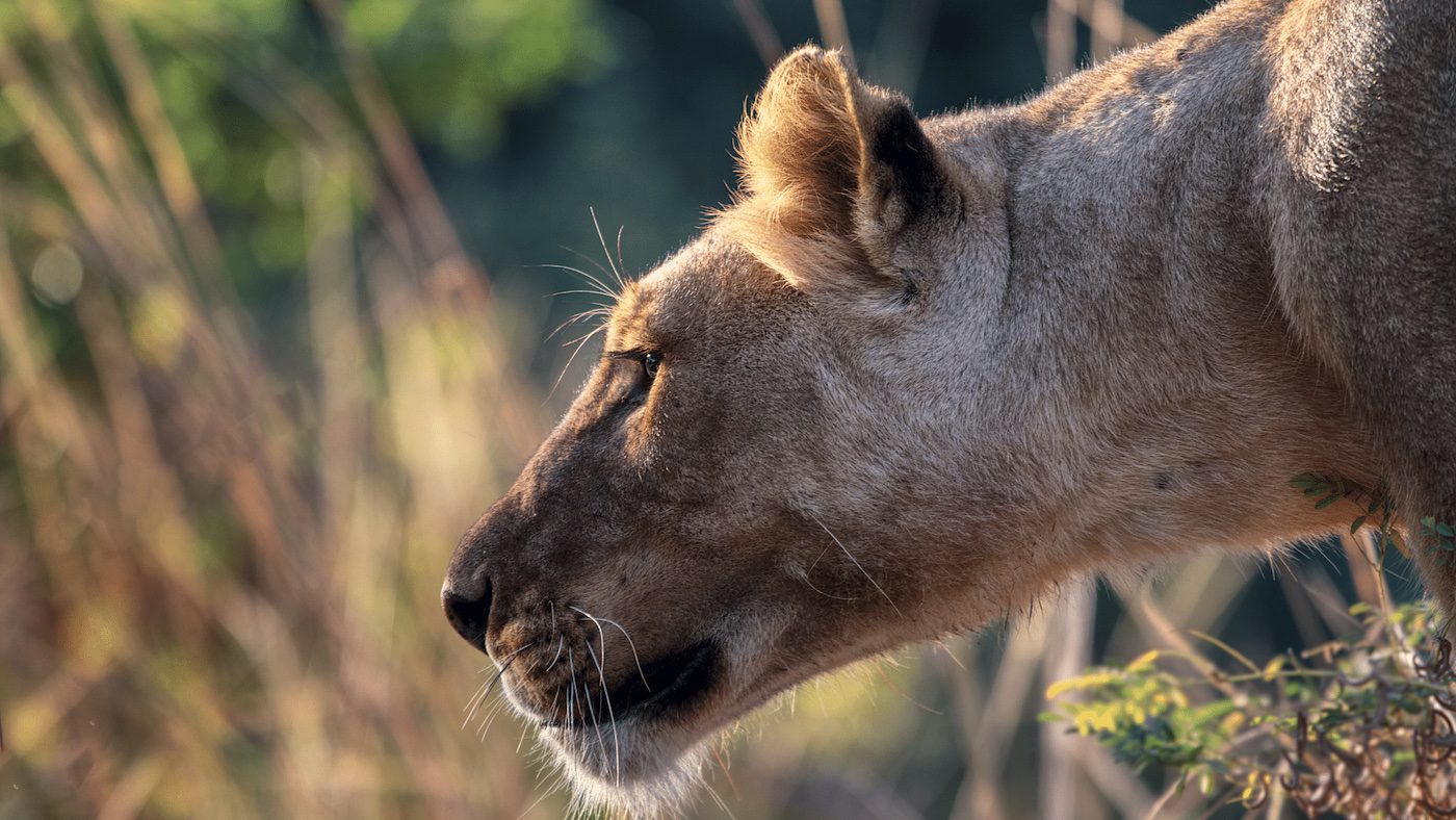 Lioness In Kruger National Park