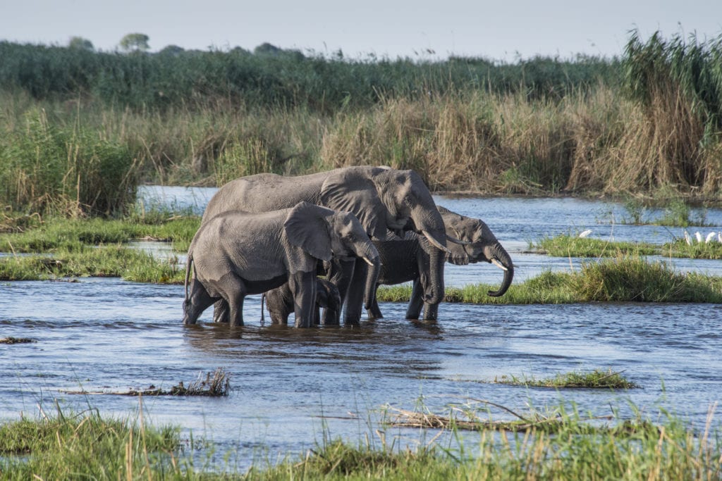 Okavango Delta, Family Of Elephants Crossing River