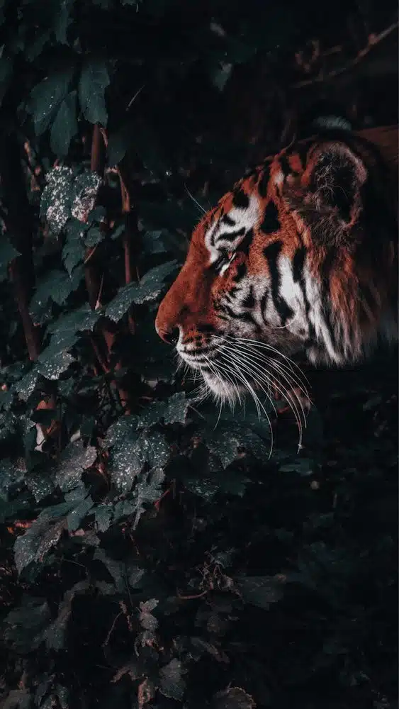 Asian Tigers