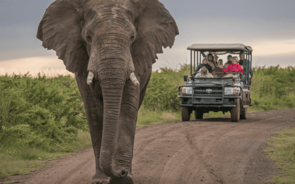 African Family Safaris