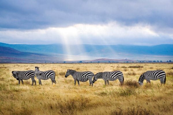 Best Time To Travel Africa - best time for african safari