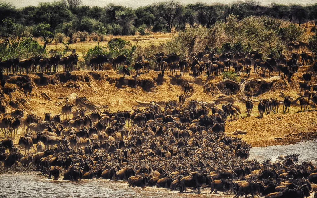 Great Migration Africa