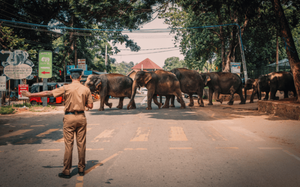 Sri Lanka safari highlights