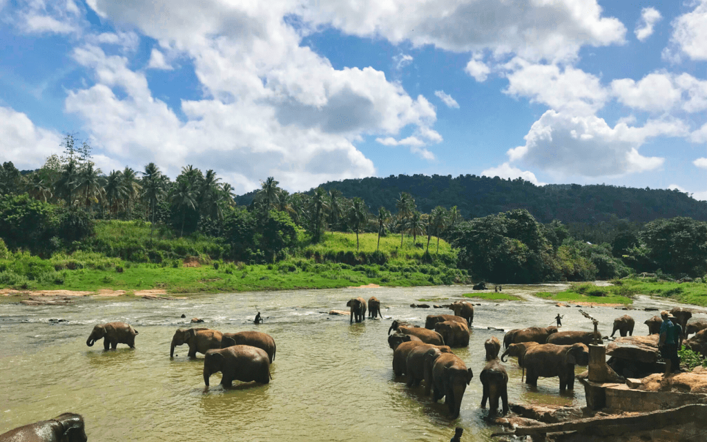 Sri Lanka wildlife elephants