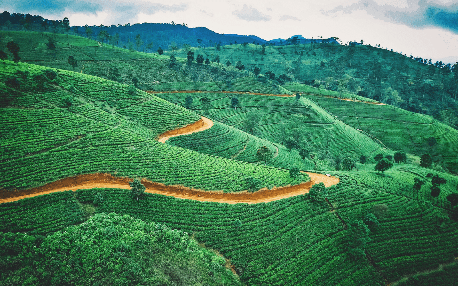 Things to do in Sri Lanka Tea Plantations