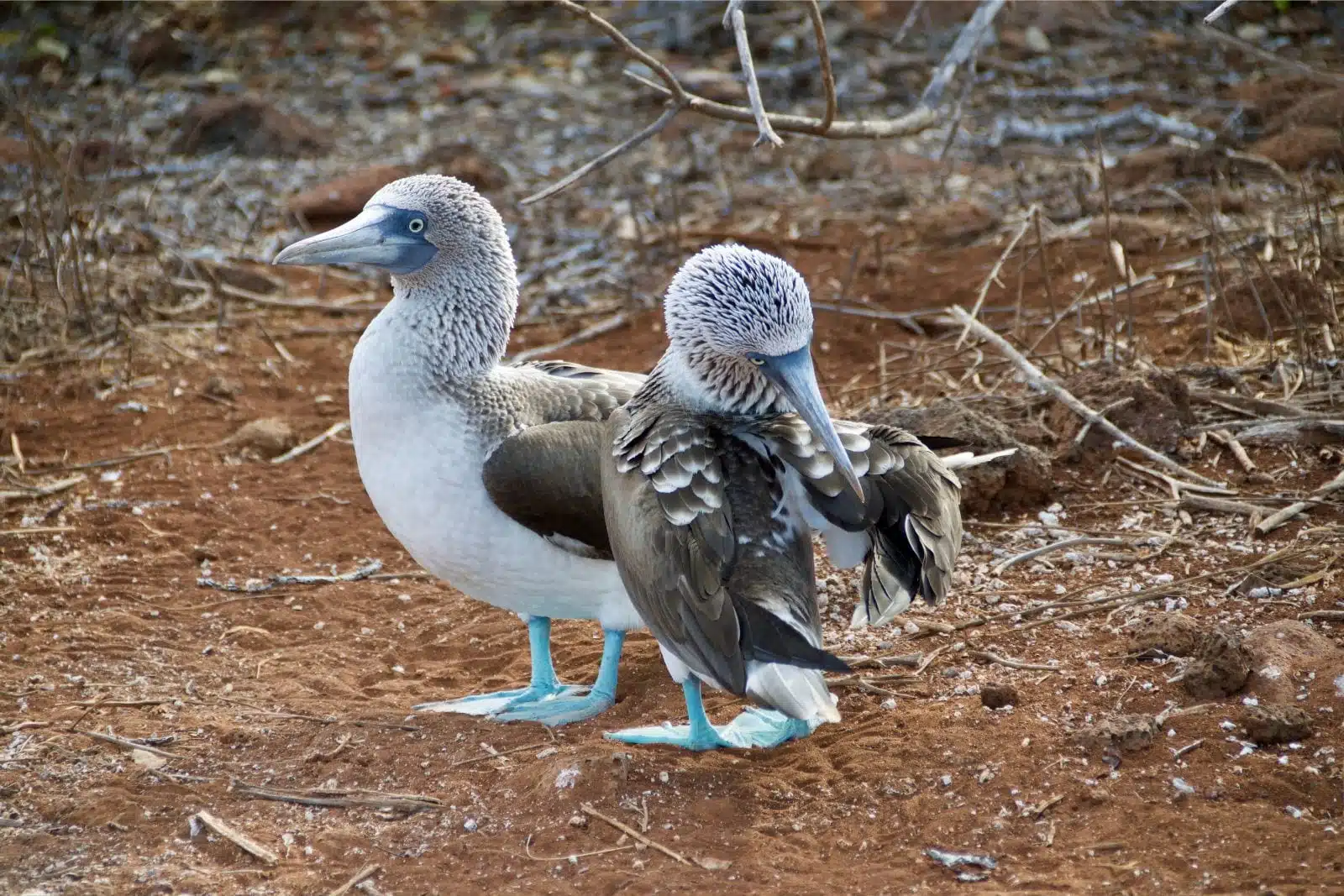 Guide To Galapagos Island (3)