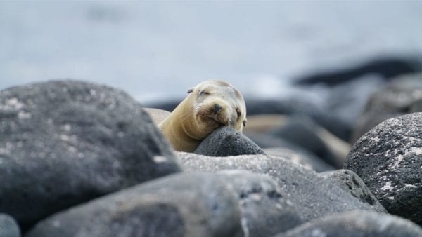 Guide To Galapagos Island (7)