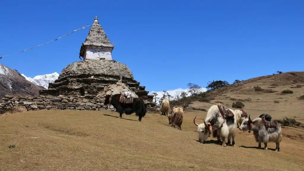 Scene Near Namche Bazar, Everest National Park. Yak Herd And Stupa.