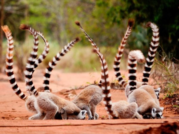 Rothschild Safaris Madagascar (5)