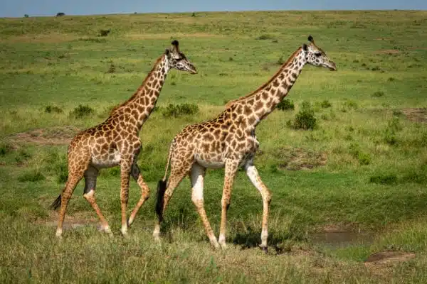 Two Masai Giraffe Cross Savannah In Sunshine