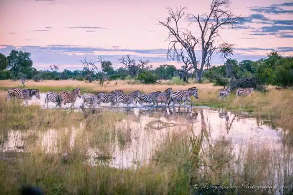 Zebra, Okavango Delta, ©Mary Lundin