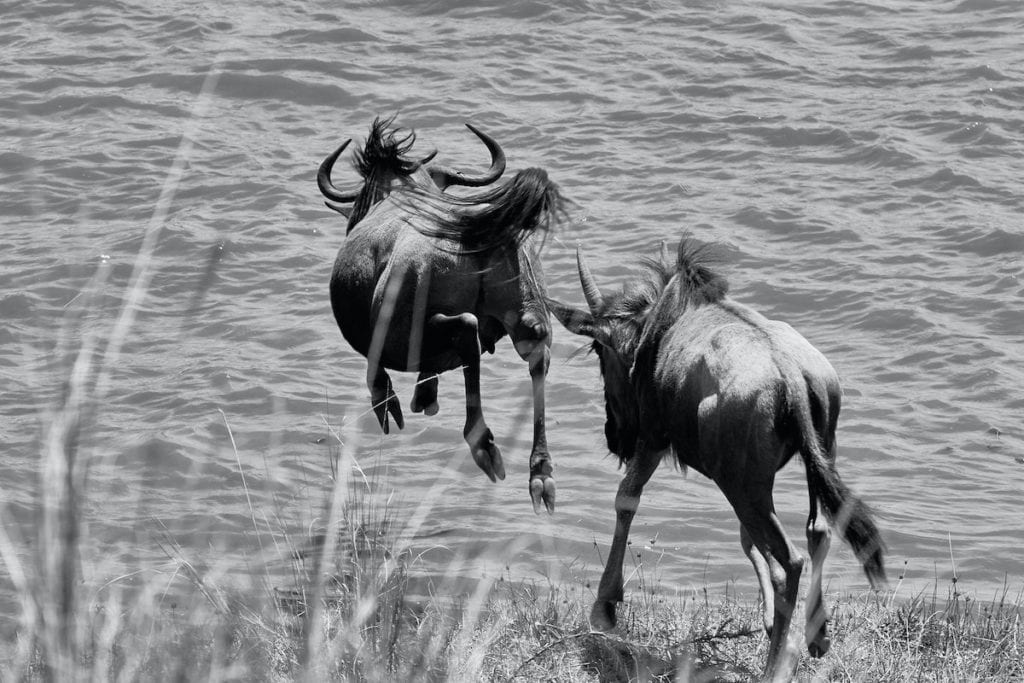 Wildebeest of the Great Migration