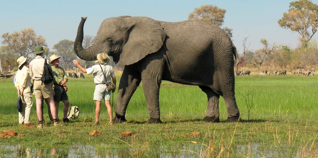 Walking with Elephants