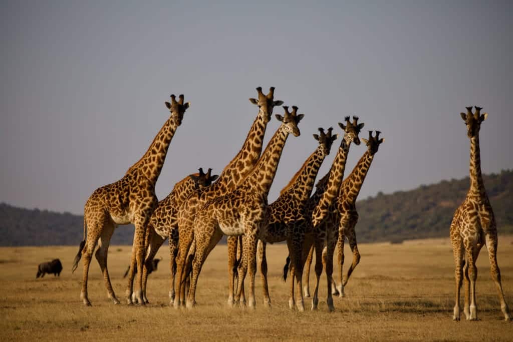 Giraffe on the Serengeti National Park