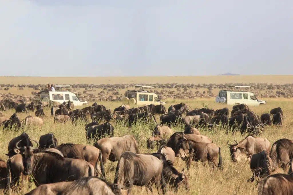 The Great Migration, Serengeti National Park