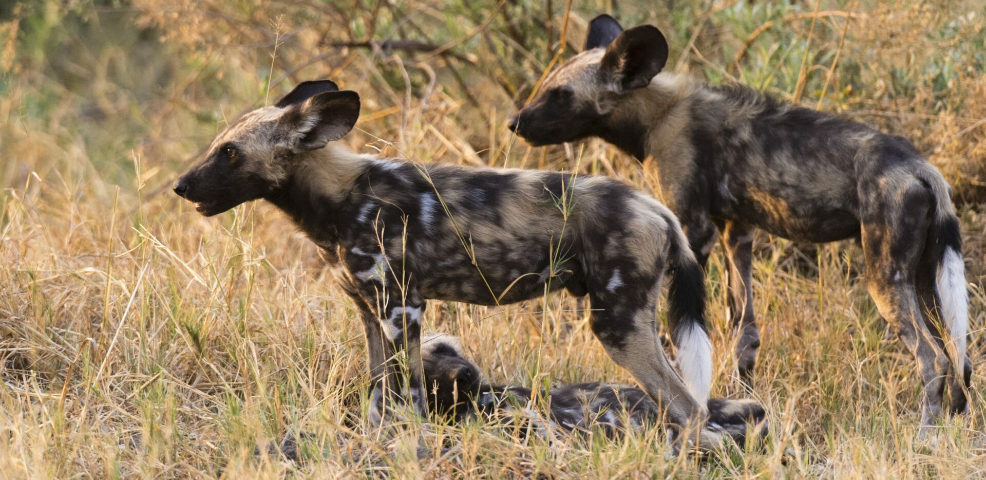 African wild dogs at Savute