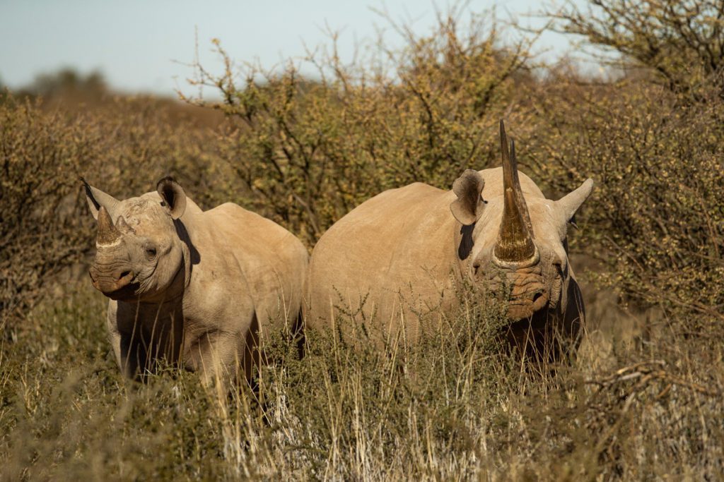 Black Rhino, Kalahari Desert