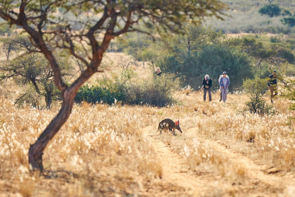 Aardvark, Kalahari Desert