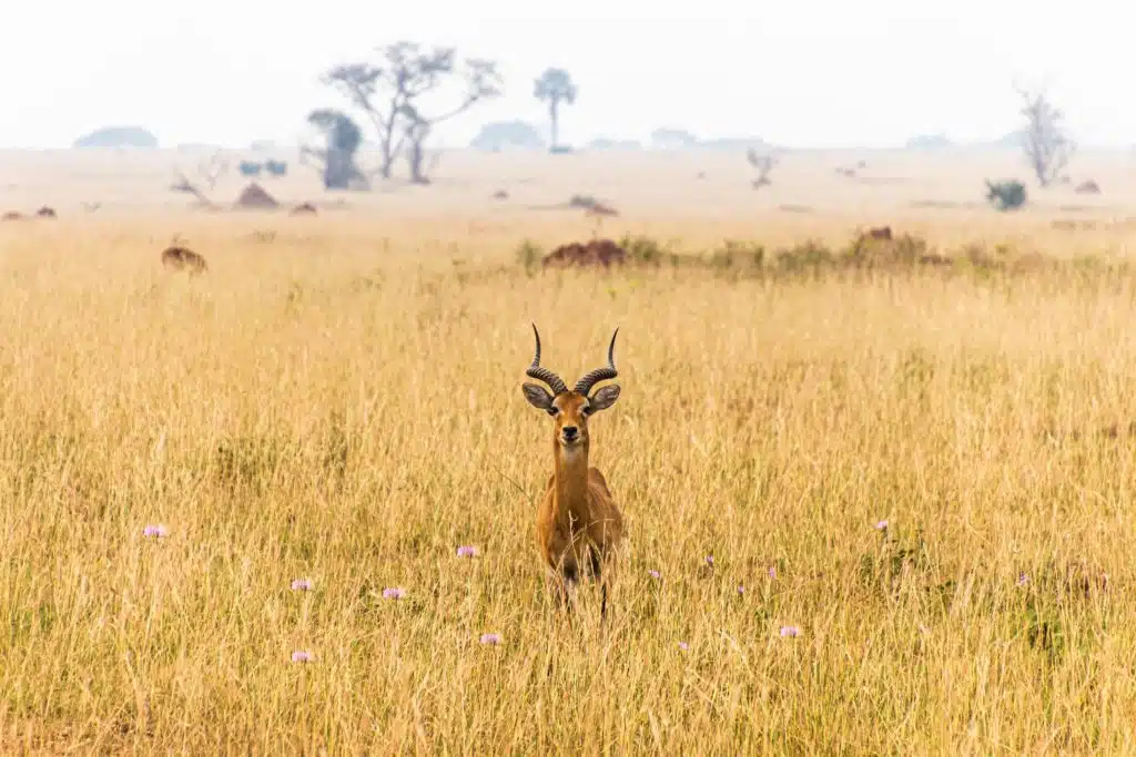 Queen Elizabeth National Park, Uganda safari