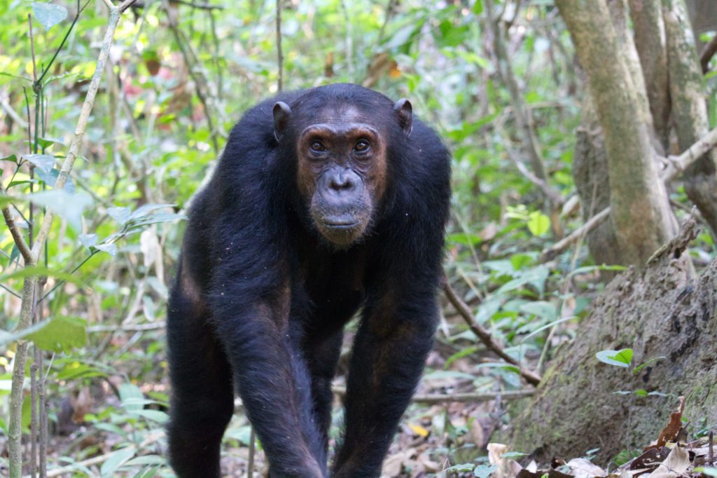 Chimpanzee tracking, Luxury Tanzania safaris
