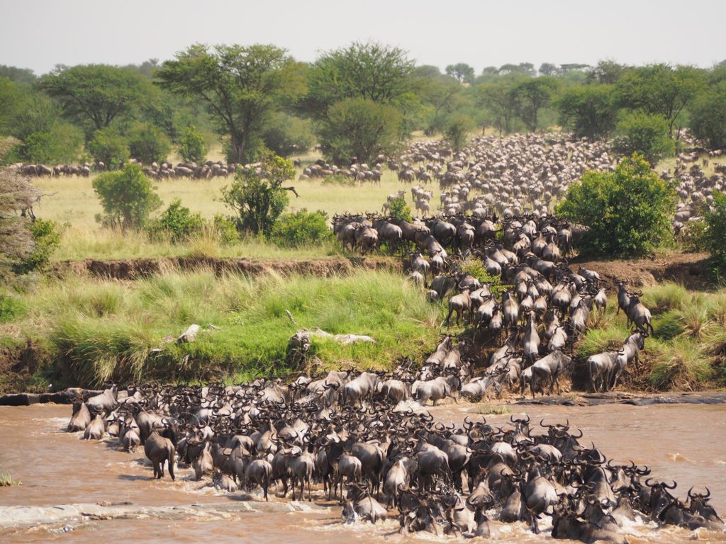 Great Migration, Luxury Tanzania safaris