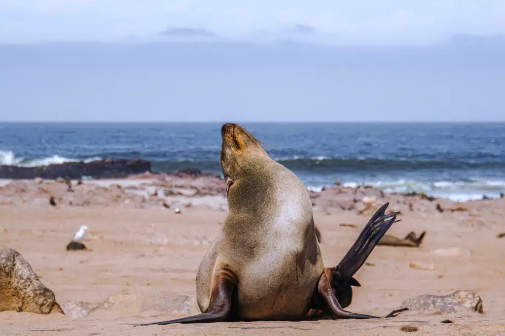 Cape Fur Seal, Skeleton Coast, luxury Namibia safari