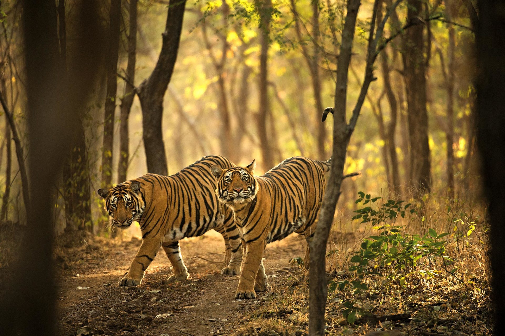 tiger conservation
