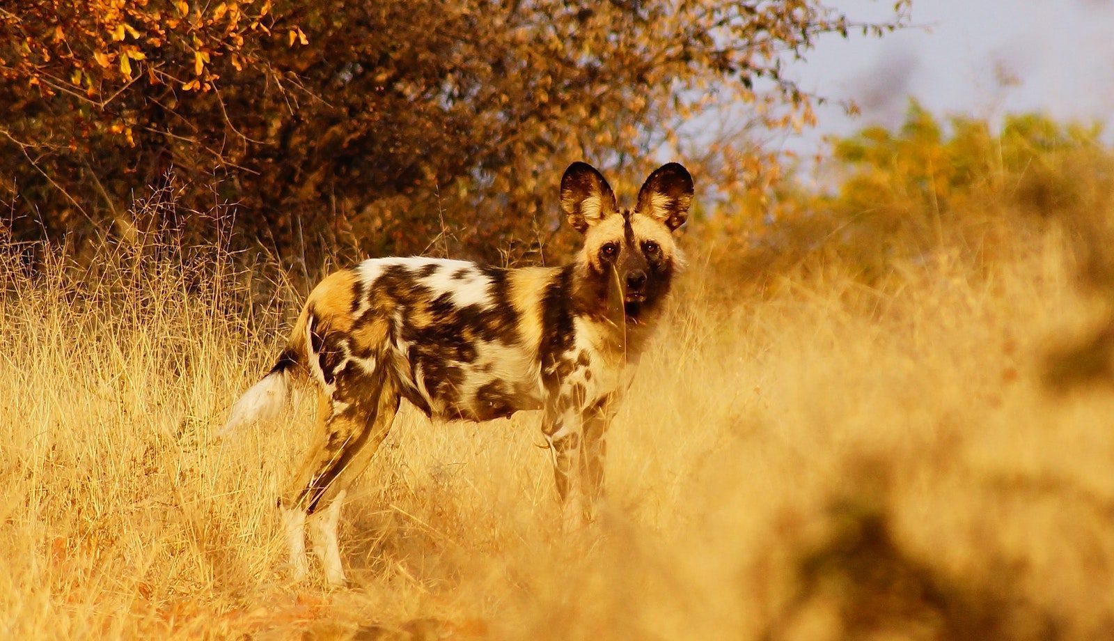 Laikipia African Wild Dog