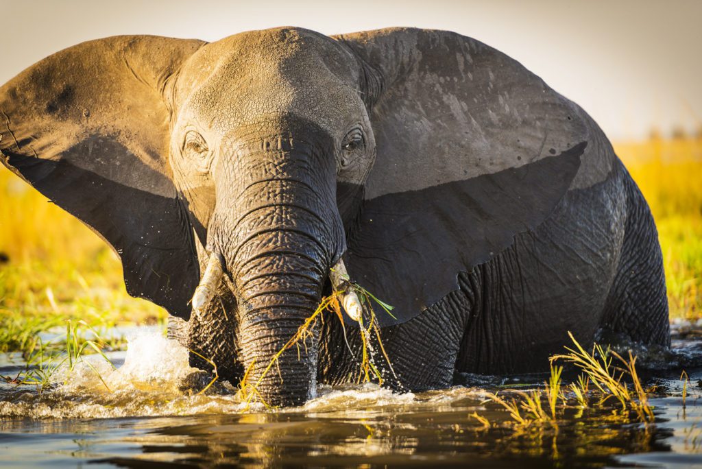 Chobe National Park Elephant