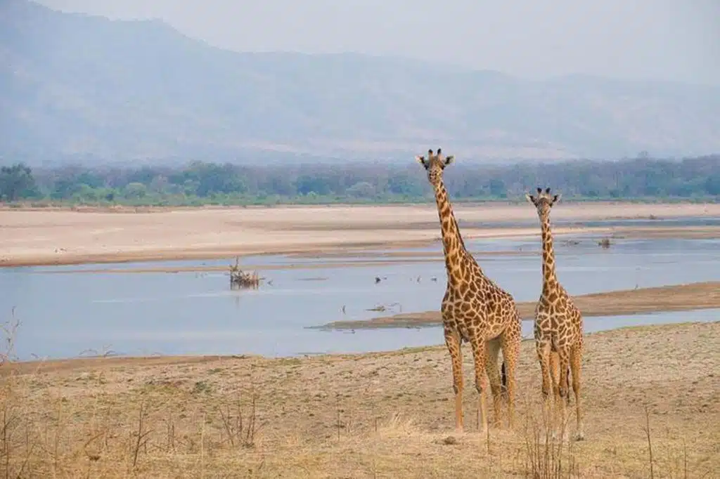 luxury Zambia safari