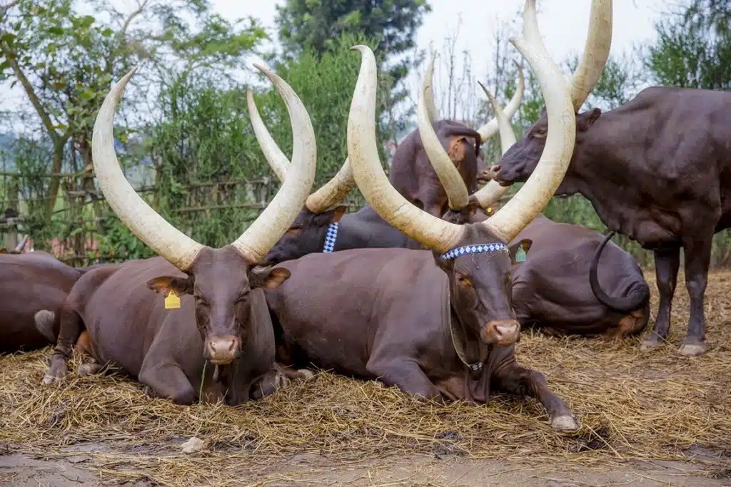 Watusi cattle, @rwandamuseums, luxury Rwanda safari