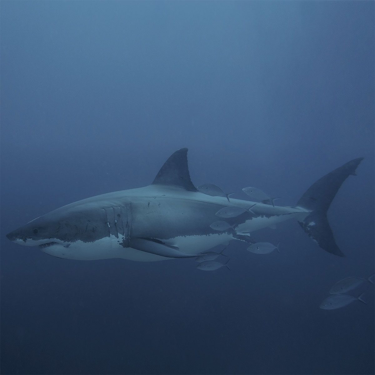 Great White Shark, Luxury Australia Vacation