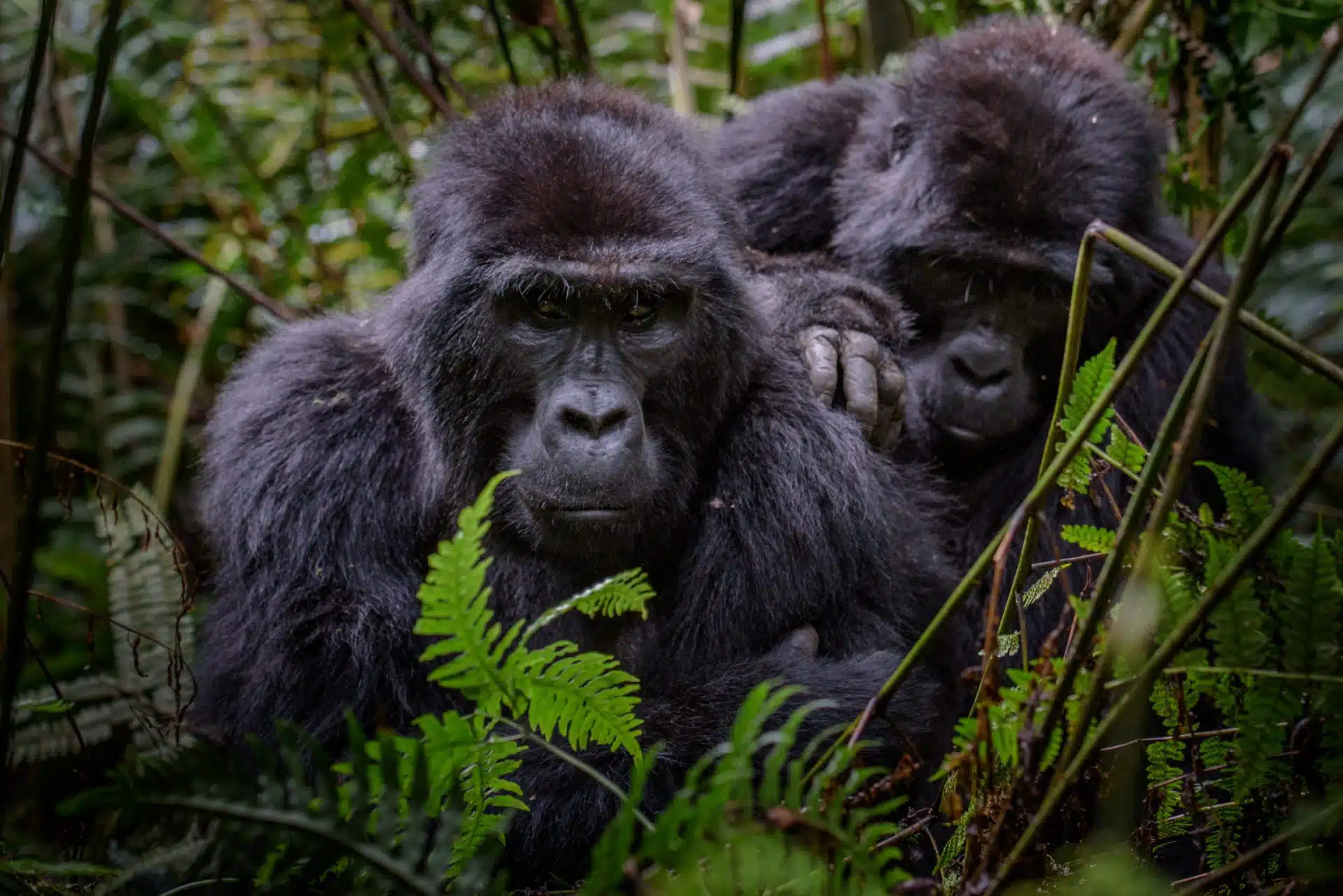 Mountain Gorilla, luxury Rwanda safari, gorilla trekking