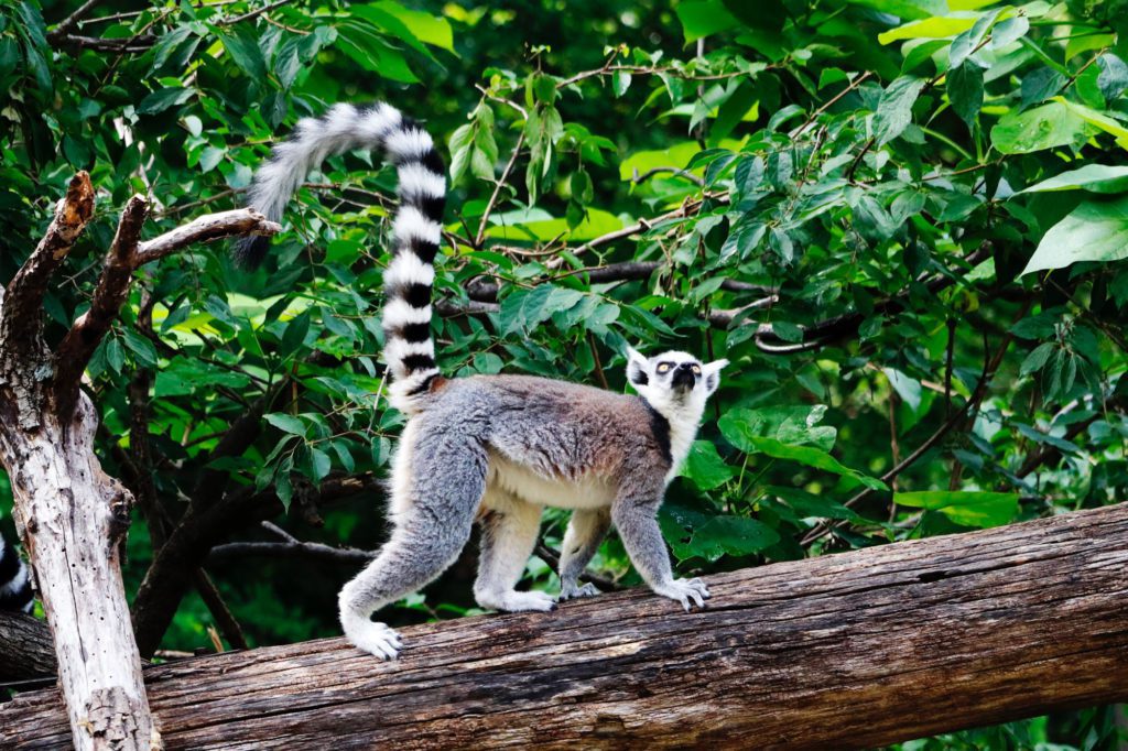 Madagascar safari