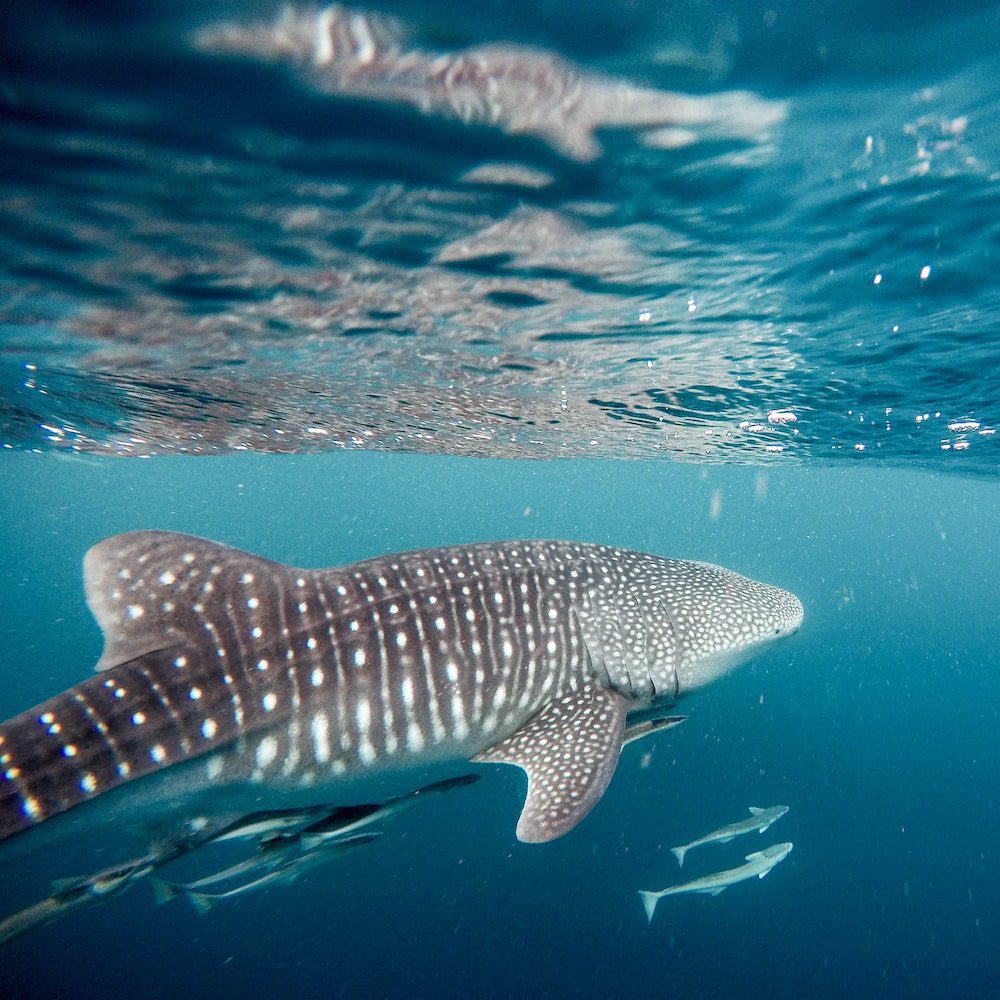 Whale shark, Ningaloo Reef, Luxury Australia Vacation