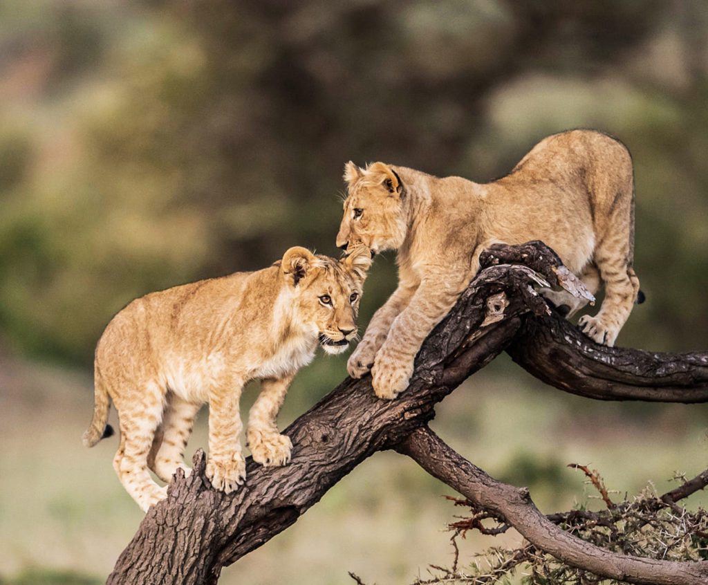 Beautiful Shot Of Lion Cubs Playing In Tree Branches