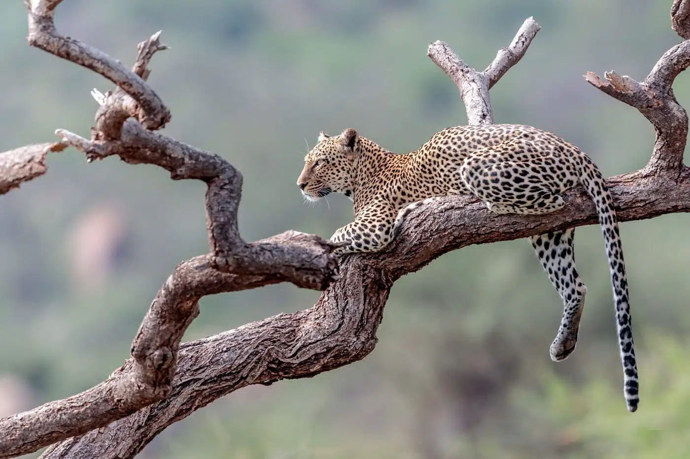 leopardo-Africa*5grandes