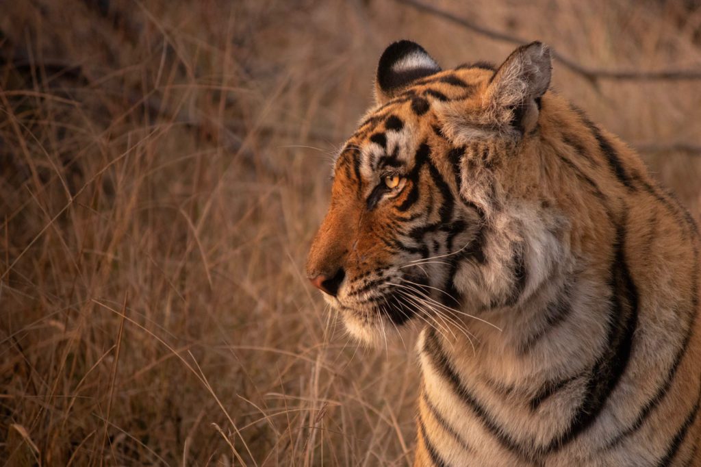 Ranthambore, places to visit in India