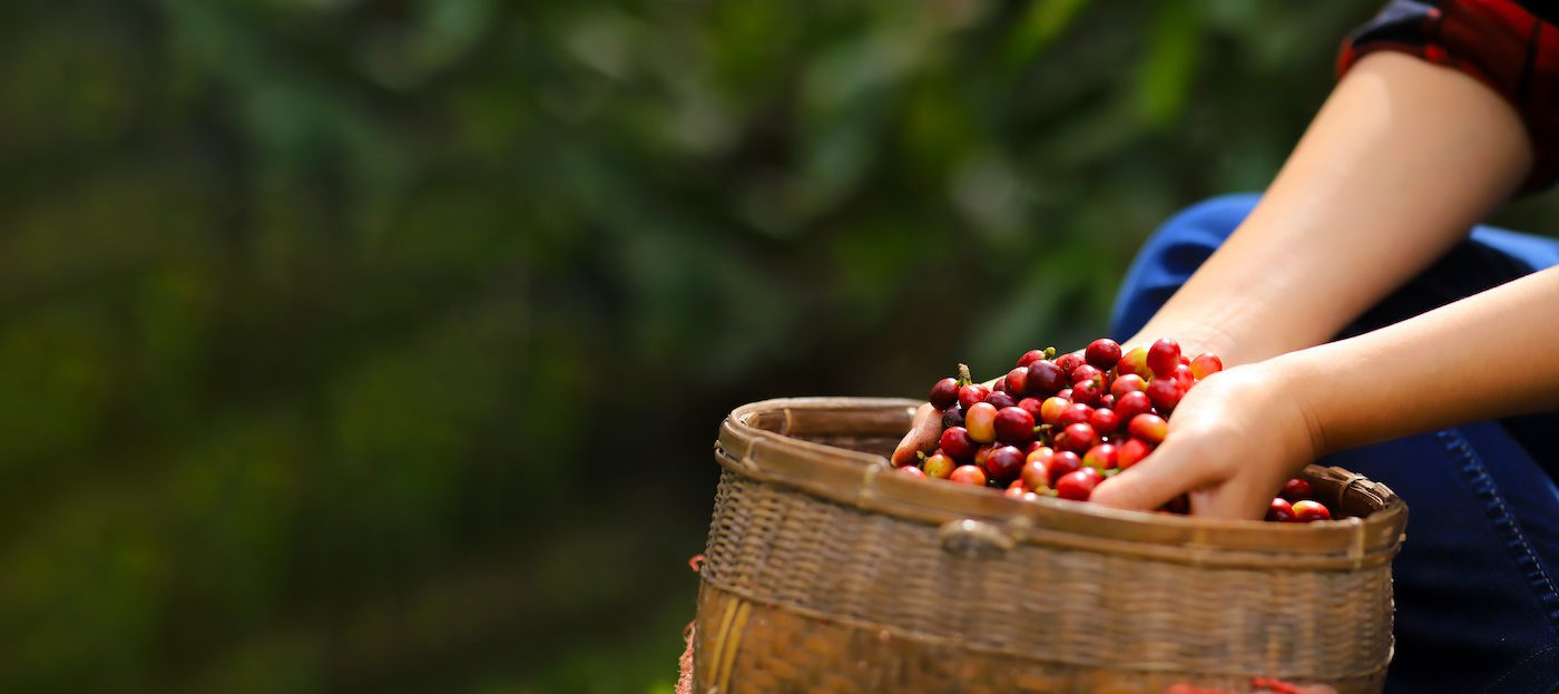 Banner Harvesting Coffee Beans ,hand Picking In Farm. Harvesting Robusta And Arabica Coffee Berries By Agriculturist Hands, Worker Harvest Arabica Coffee Berries On Its Branch.