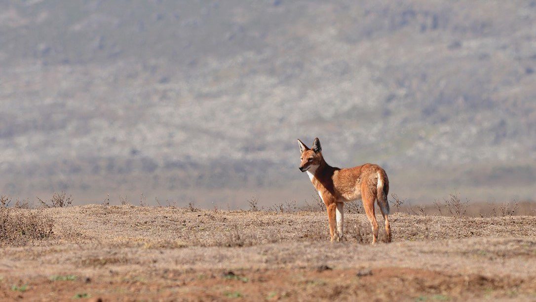 Ethiopian Wolf Conservation