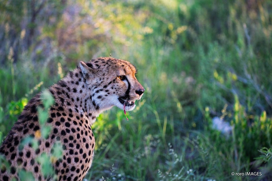 Sabi Sands Cheetah