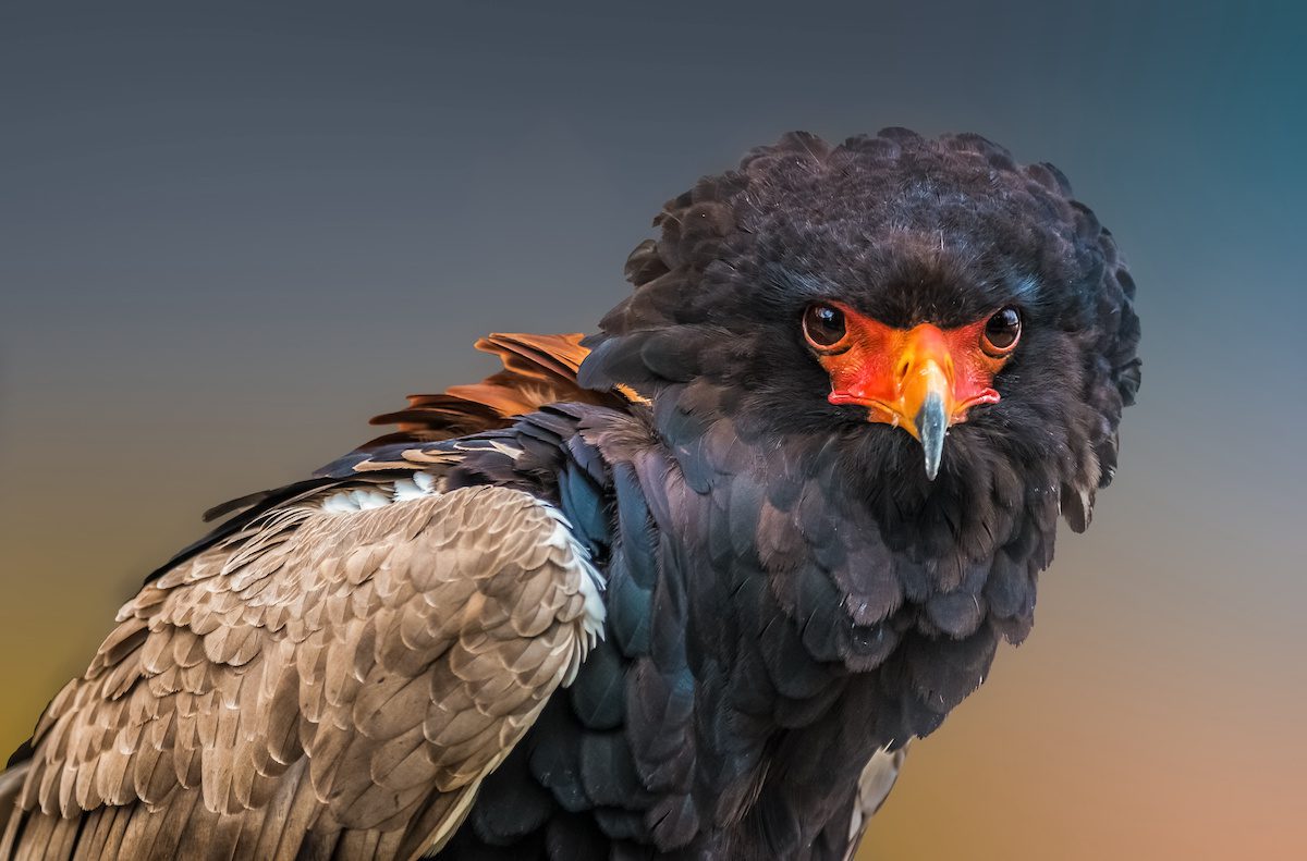 Bateleur Eagle, Kruger National Park
