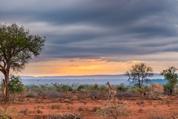 Golden Sunrise In Kruger National Park.
