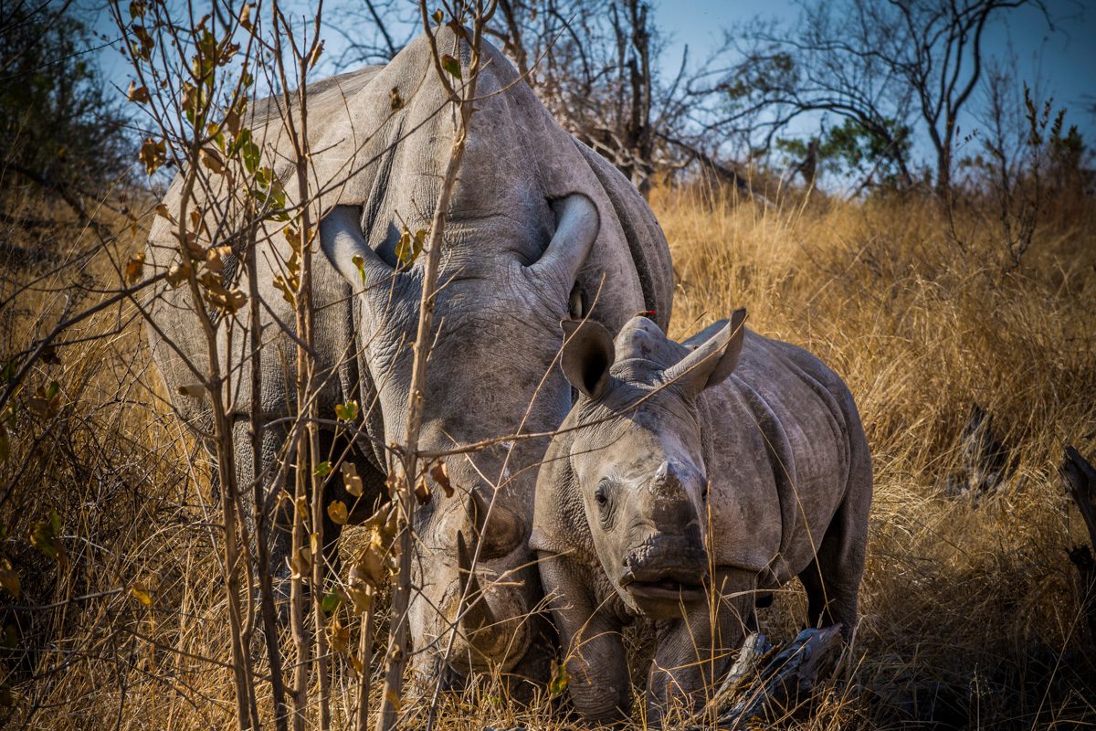 White Rhino, Ceratotherium Simum, In Kruger National Park.